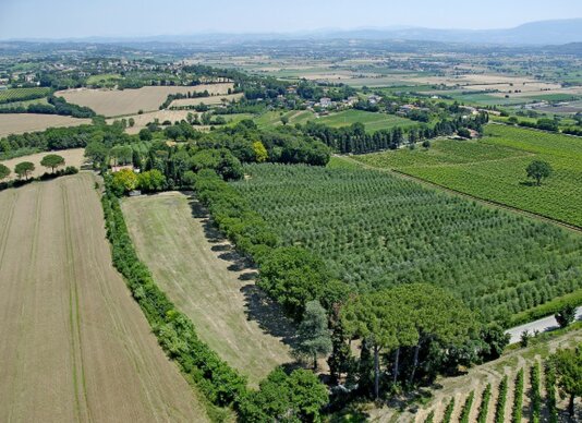 Olivicoltura - Oliveti Olivicoltura - Oliveti