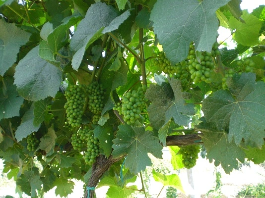 Agricola Carboni - Viticoltura Vitigni