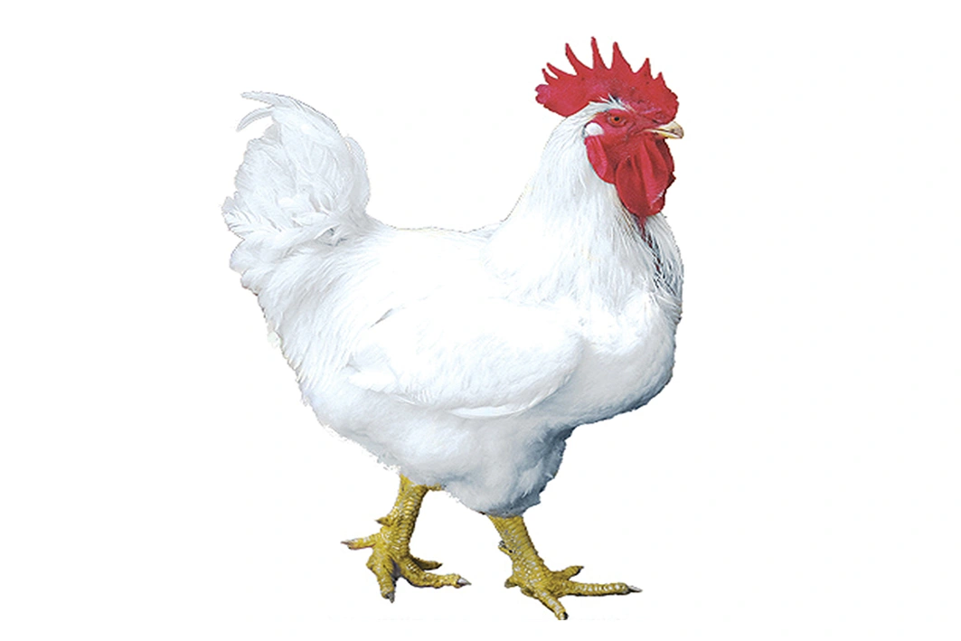 BIANCO Pesante