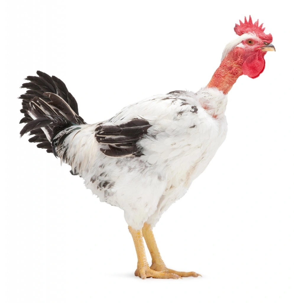 KABIR collo nudo