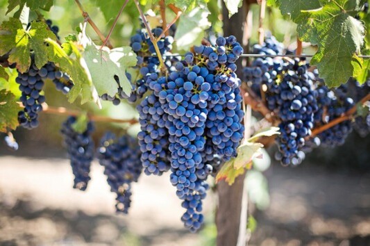 Produzione viticoltura vitigni Produzione viticoltura vitigni