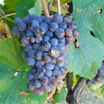 Variet vini: Pinot Grigio