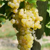 Variet vini: Trebbiano Toscano