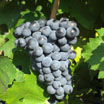 Varietà vini: Cabernet Sauvignon