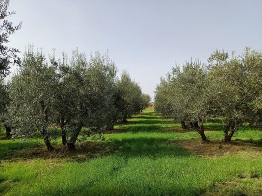 Agricola Carboni Oliveti Agricola Carboni Oliveti
