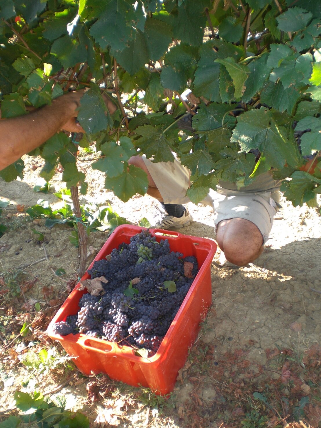 Agricola Carboni - Viticoltura - Vendemmia Agricola Carboni - Viticoltura - Vendemmia