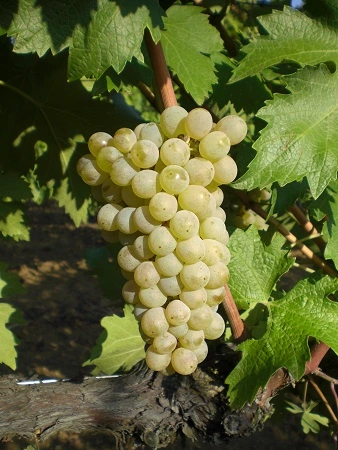 Agricola Carboni - Viticoltura Grechetto Agricola Carboni - Viticoltura Grechetto
