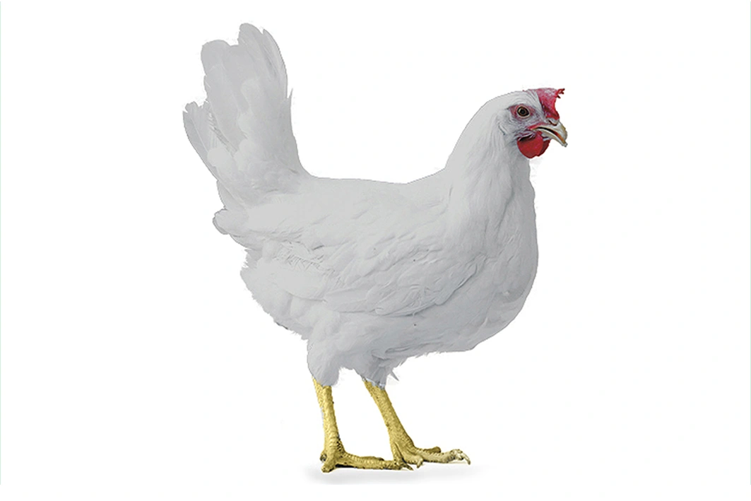 GALLINA Livornese