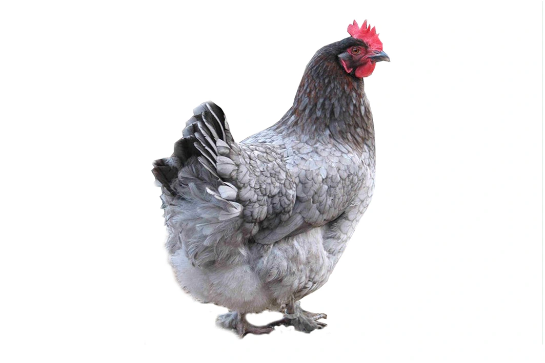 GALLINA Blu