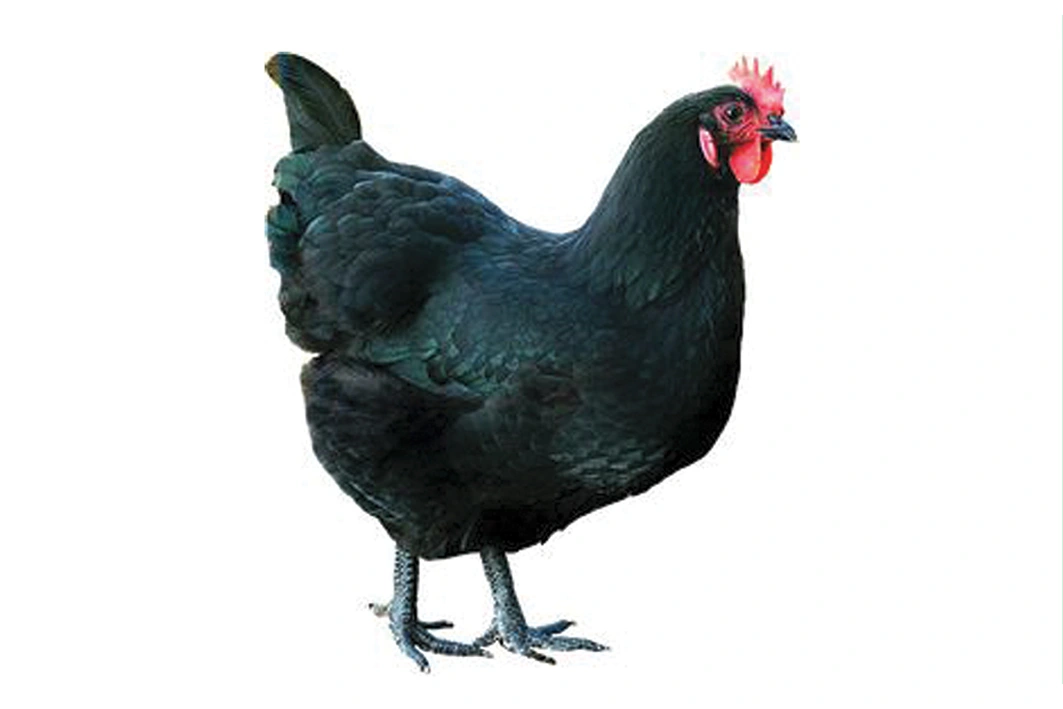 GALLINA Nera