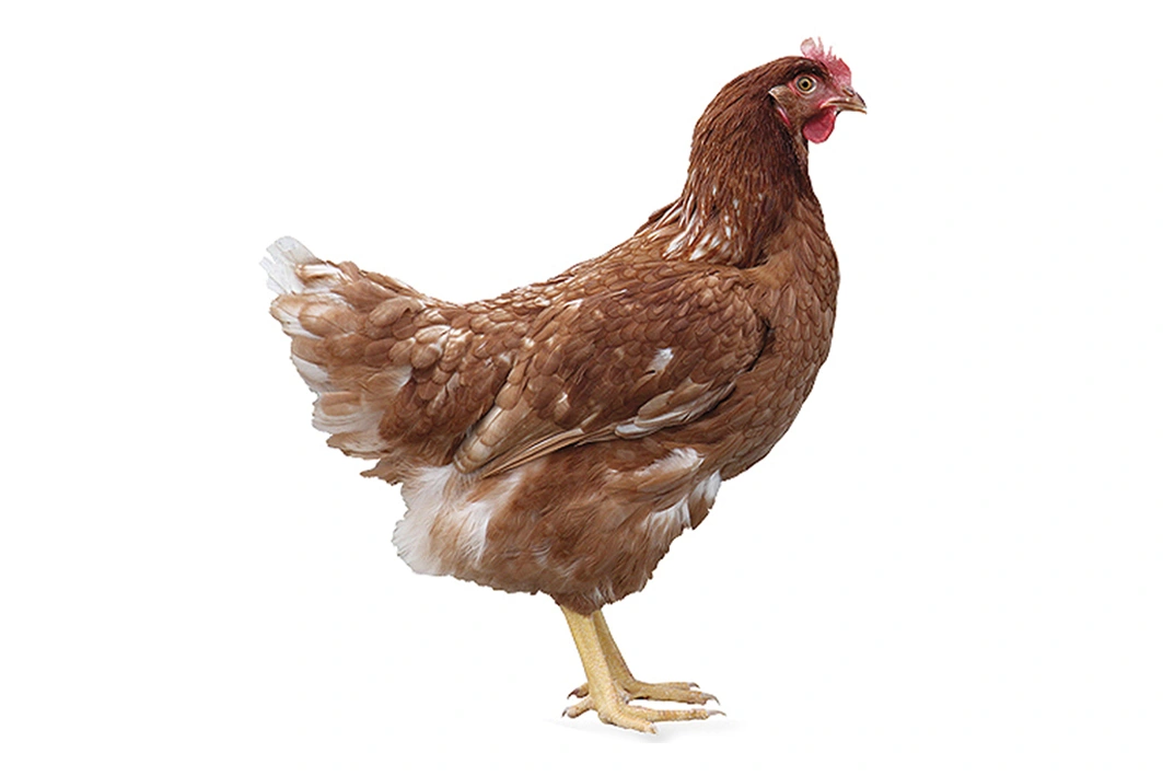 GALLINA Rossa