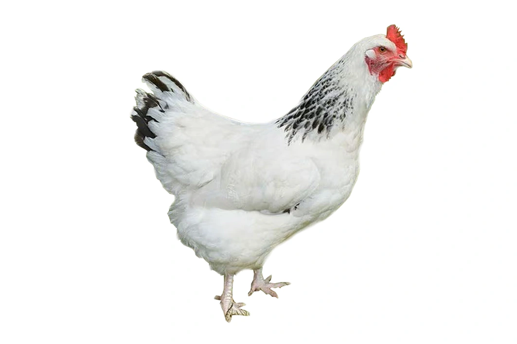 GALLINA Sussex