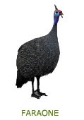FARAONE