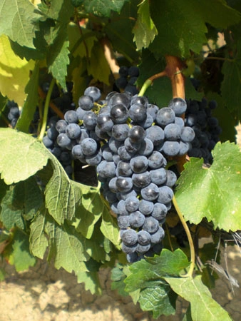 Vitigno-merlot Vitigno-merlot