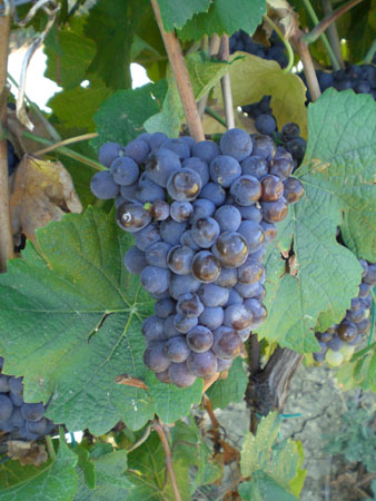 Agricola Carboni - Viticoltura Pinot grigio Agricola Carboni - Viticoltura Pinot grigio