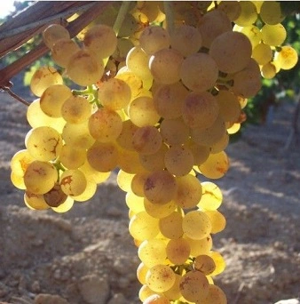 Vitigno Vermentino Vitigno Vermentino