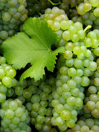 Agricola Carboni - Viticoltura Viognier Agricola Carboni - Viticoltura Viognier